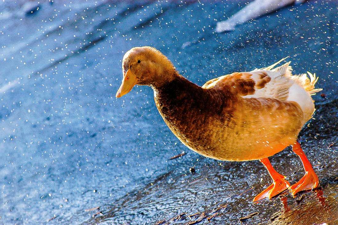 A duck