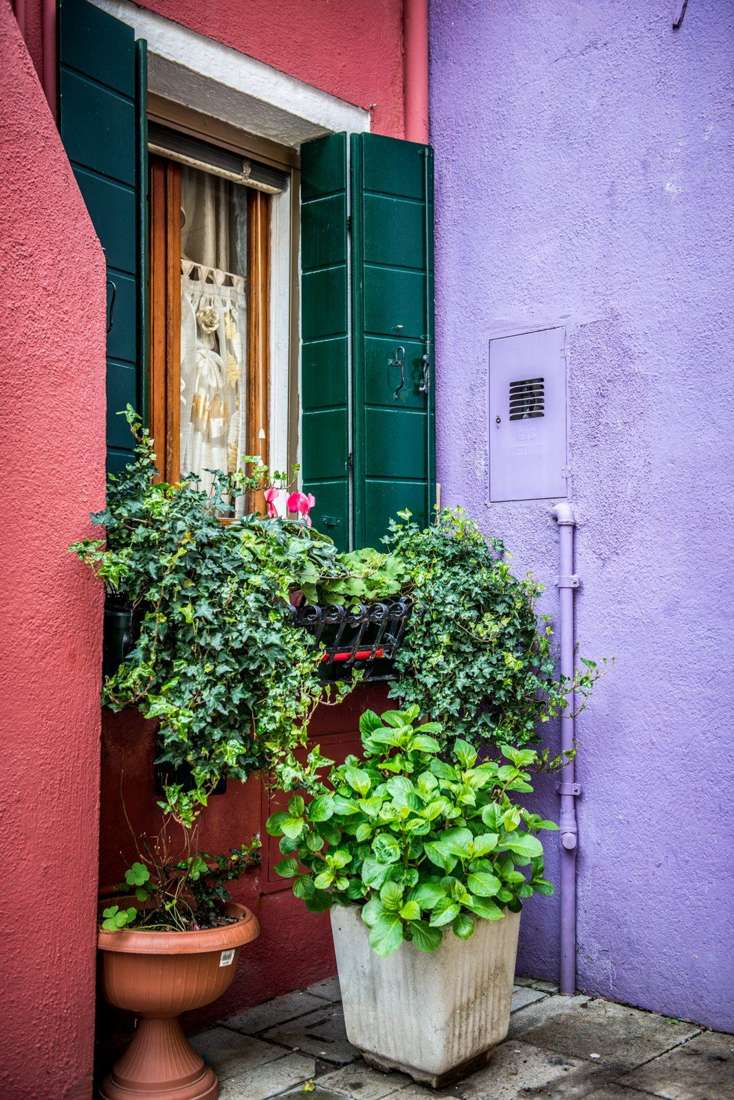 Ivy between two colored walls