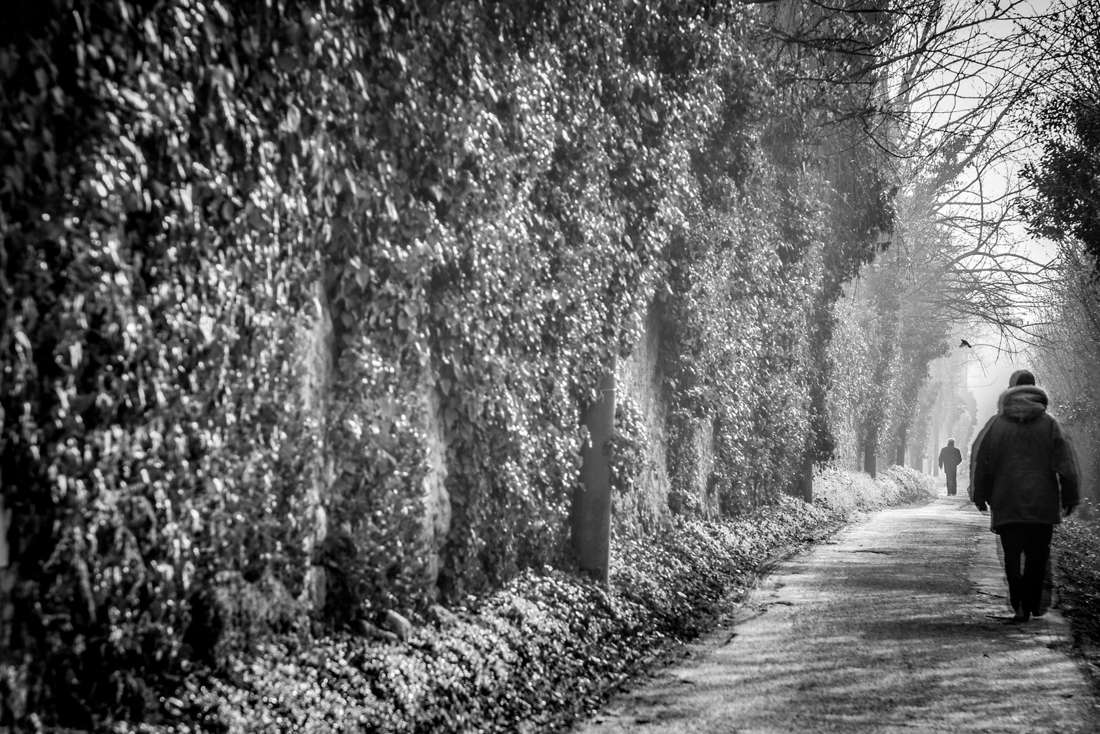 Figures walking a foggy path beside an ivy wall