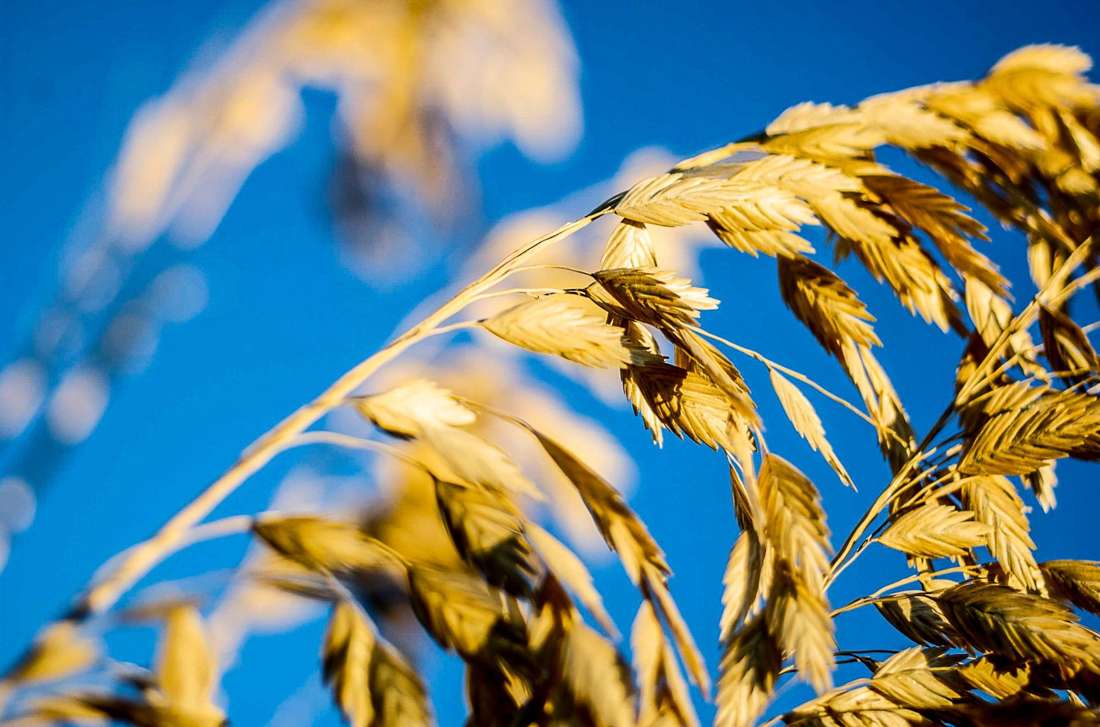 Sky and grass