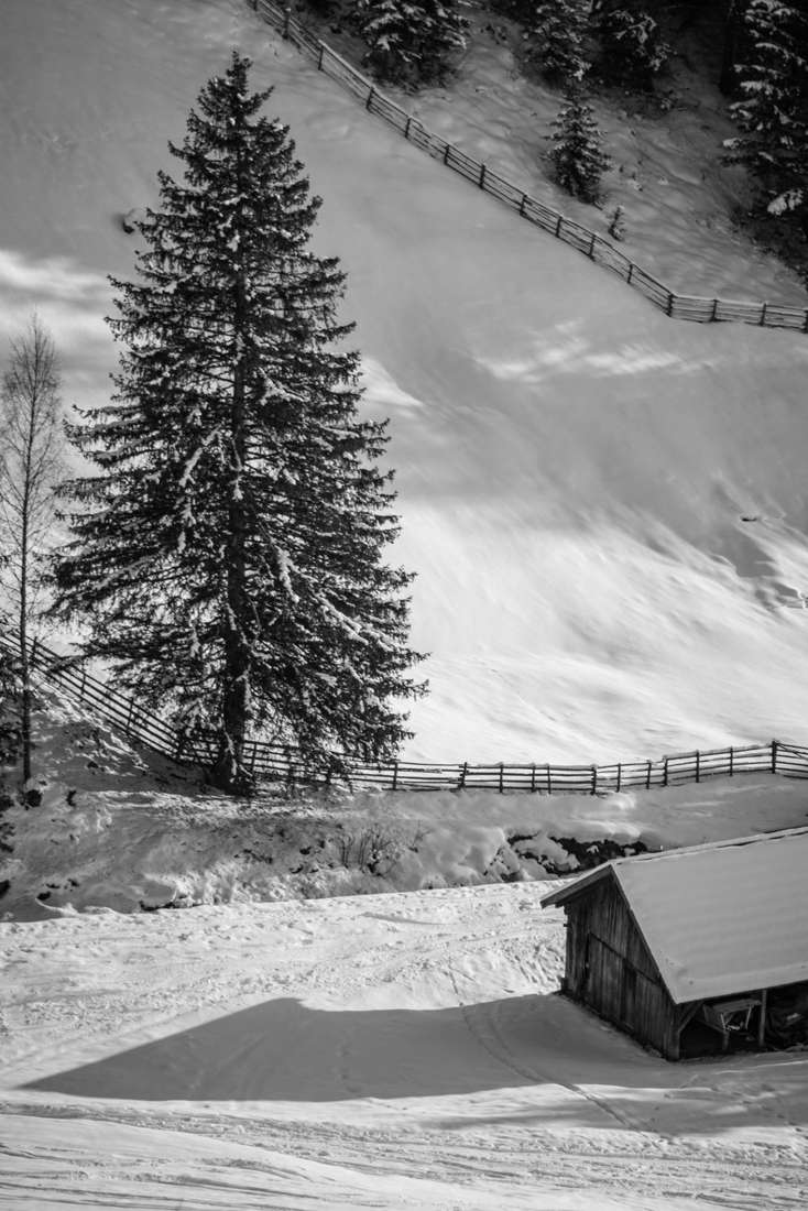 A pine and a barn in snow