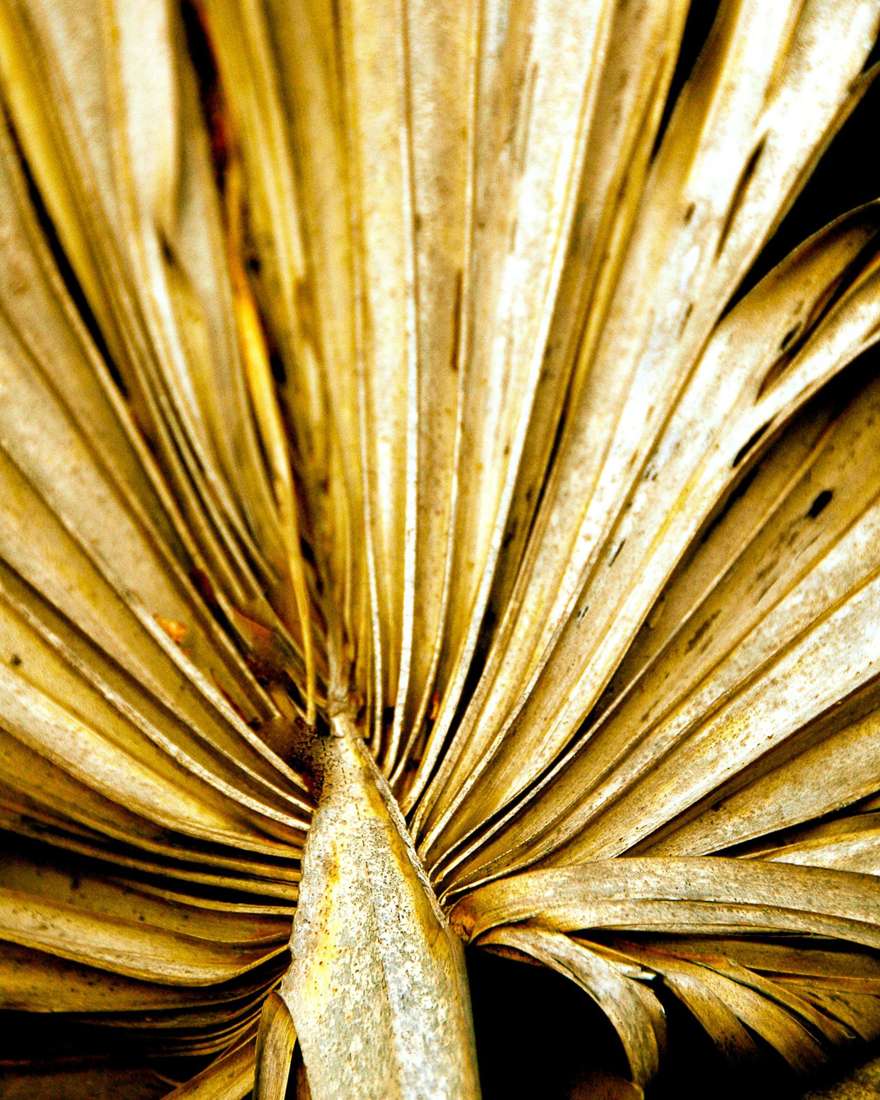 Golden palm